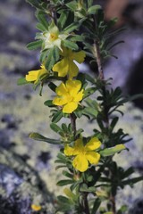 Hibbertia acuminata