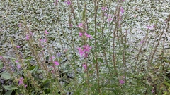 Lythrum salicaria