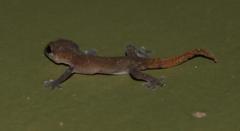 Pachydactylus geitje