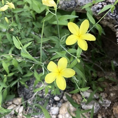 Haplophyton crooksii