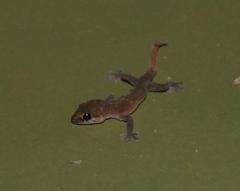 Pachydactylus geitje