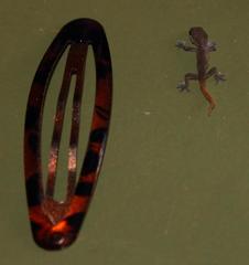 Pachydactylus geitje