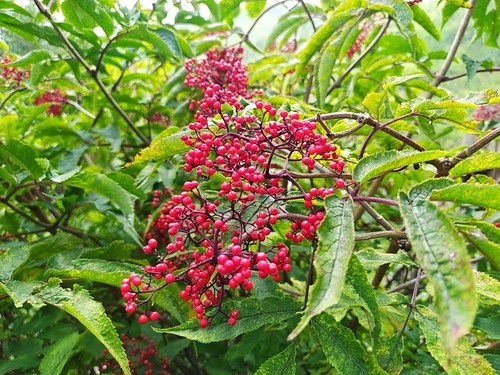 Image of Sambucus williamsii by (c) Ochirnima Nimaev, some rights reserved (CC BY)