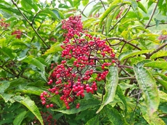Sambucus williamsii