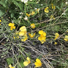 Psilostrophe cooperi