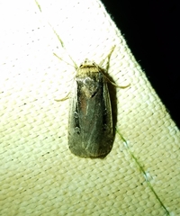 Ochropleura implecta