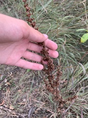 Rumex pseudonatronatus
