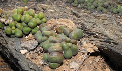 Tylecodon schaeferianus