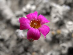 Tylecodon schaeferianus