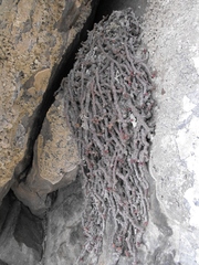 Tylecodon schaeferianus