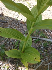 Veratrum insolitum