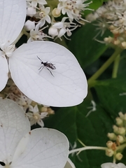 Empis clausa