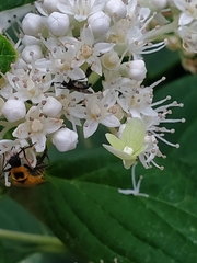 Empis clausa
