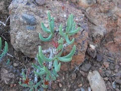 Tylecodon buchholzianus