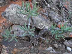 Tylecodon buchholzianus