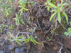 Tylecodon viridiflorus