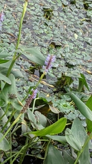 Pontederia cordata