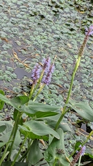 Pontederia cordata