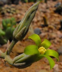 Tylecodon viridiflorus