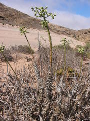 Tylecodon wallichii ecklonianus