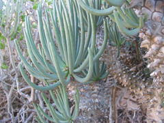 Tylecodon wallichii ecklonianus