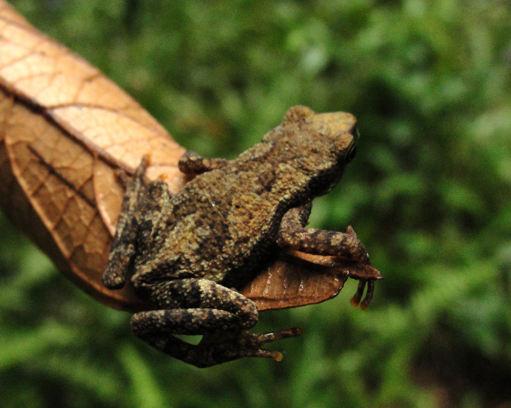 Coastal Tree Toad