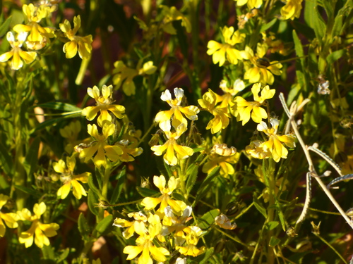 Image of Cut-Leaf Goodenia (Goodenia cycloptera) by no rights reserved
