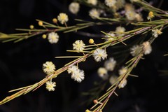 Acacia quadrilateralis
