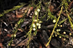 Acacia quadrilateralis