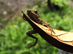 Coastal Tree Toad photo 2