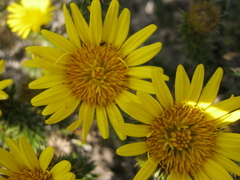 Cullumia carlinoides