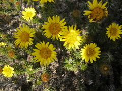 Cullumia carlinoides