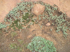 Mossia intervallaris