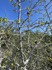 Bursera littoralis