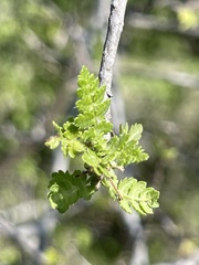 Bursera littoralis