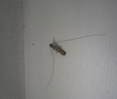 Adelidae