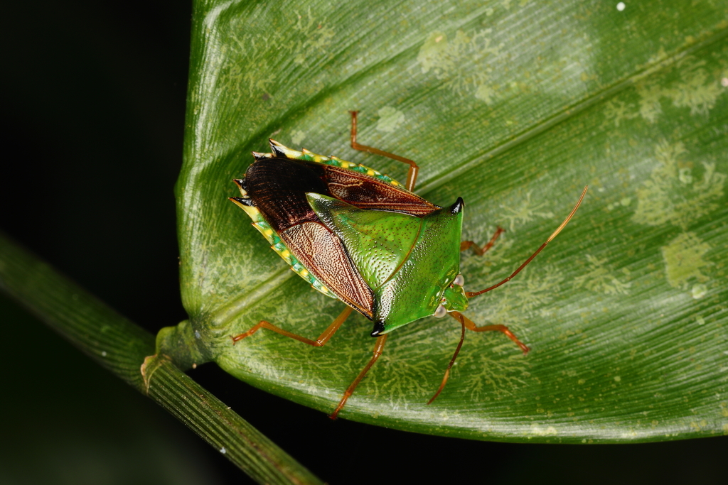 Hypoxys oxyacanthus