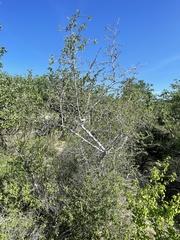 Bursera littoralis