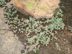 Mossia intervallaris