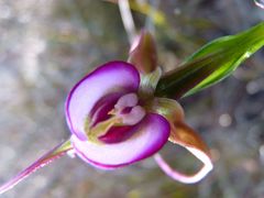 Disperis capensis capensis