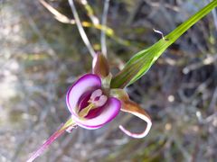 Disperis capensis capensis