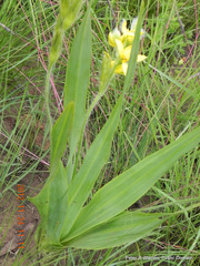 Hypoxis galpinii
