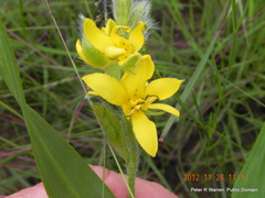 Hypoxis galpinii