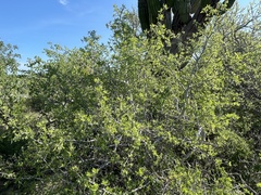 Bursera littoralis