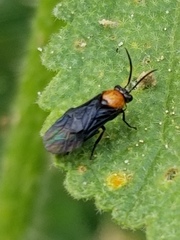 Atomacera decepta