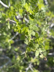 Bursera littoralis