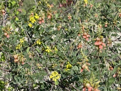 Indigofera fruticosa