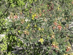 Indigofera fruticosa
