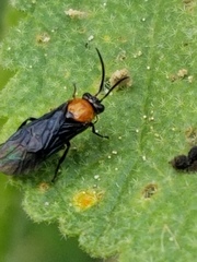 Atomacera decepta