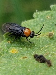 Atomacera decepta